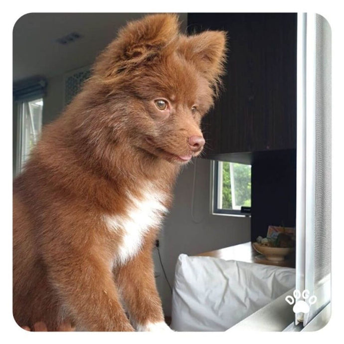 Managing Your Dog's Separation Anxiety Effectively