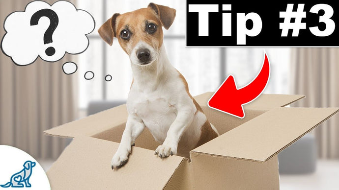 Physical Activities to Keep Your Dog Healthy and Fit