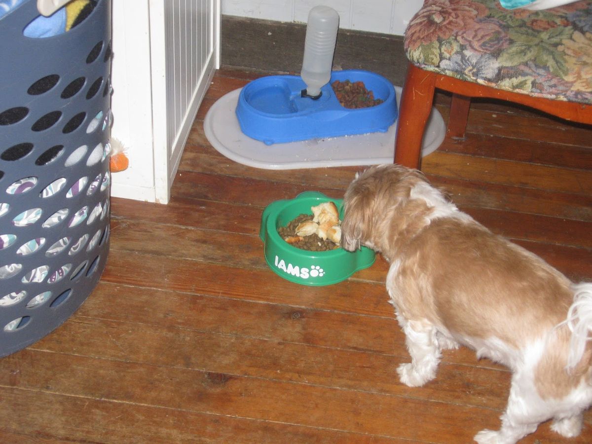 Best Dog Foods for Different Breeds: A Comprehensive Guide