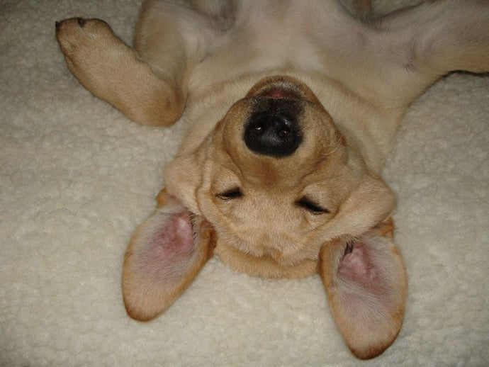 Recognizing Signs of Dehydration in Dogs