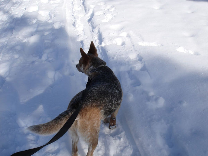 Keeping Your Dog Safe in Your Home and Yard