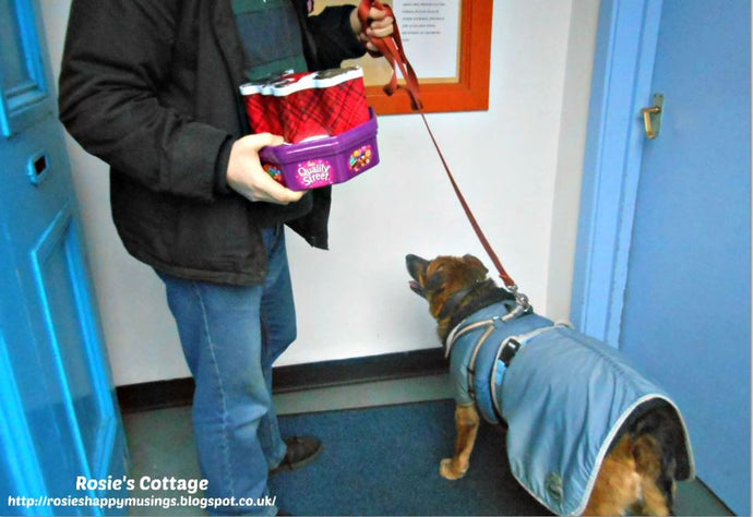 The Benefits of Raw Honey in Dog Treats