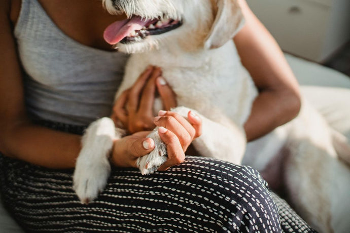 Understanding the 'Pets So' Phenomenon: The Bond Between Owner and Companion