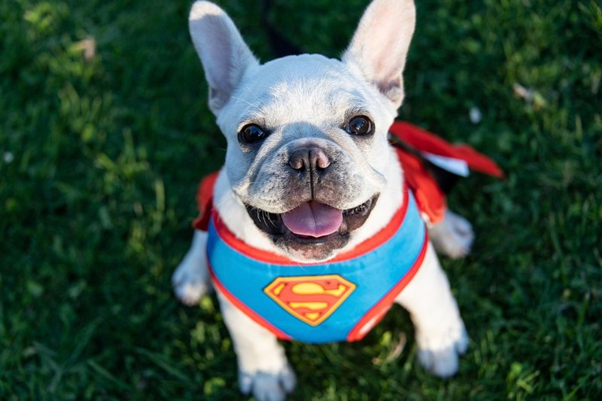 At-Home Dog Training: The Perks of Having a Professional Trainer Come to You