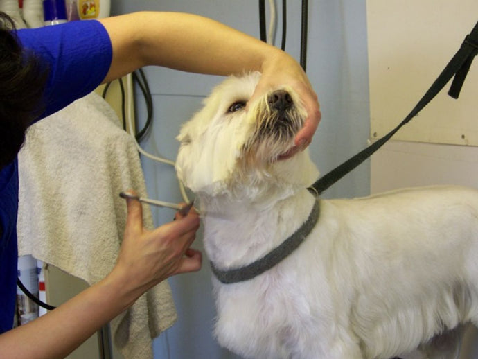 DIY Dog Grooming: Tips for At-Home Care