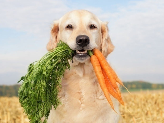 Canine Nutrition: Understanding Your Dog's Dietary Needs