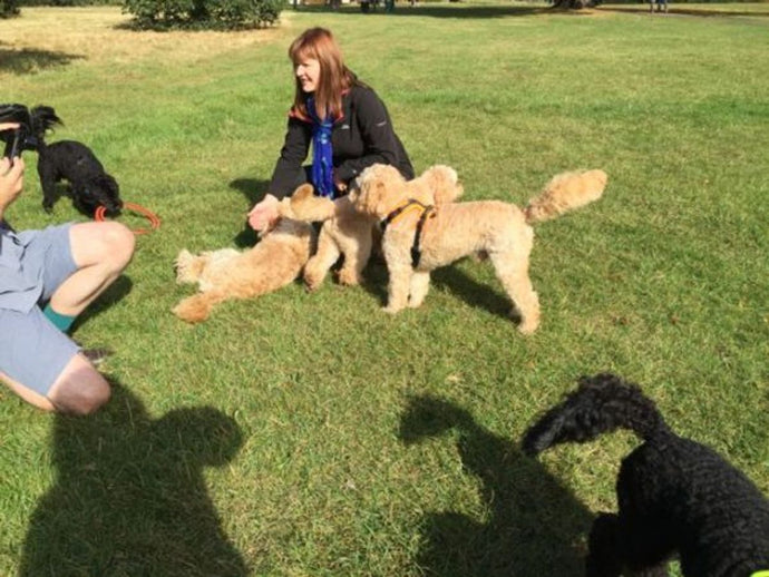 The Importance of Socialization for Puppies