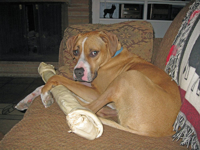 Celebrating National Dog Day: Activity Ideas