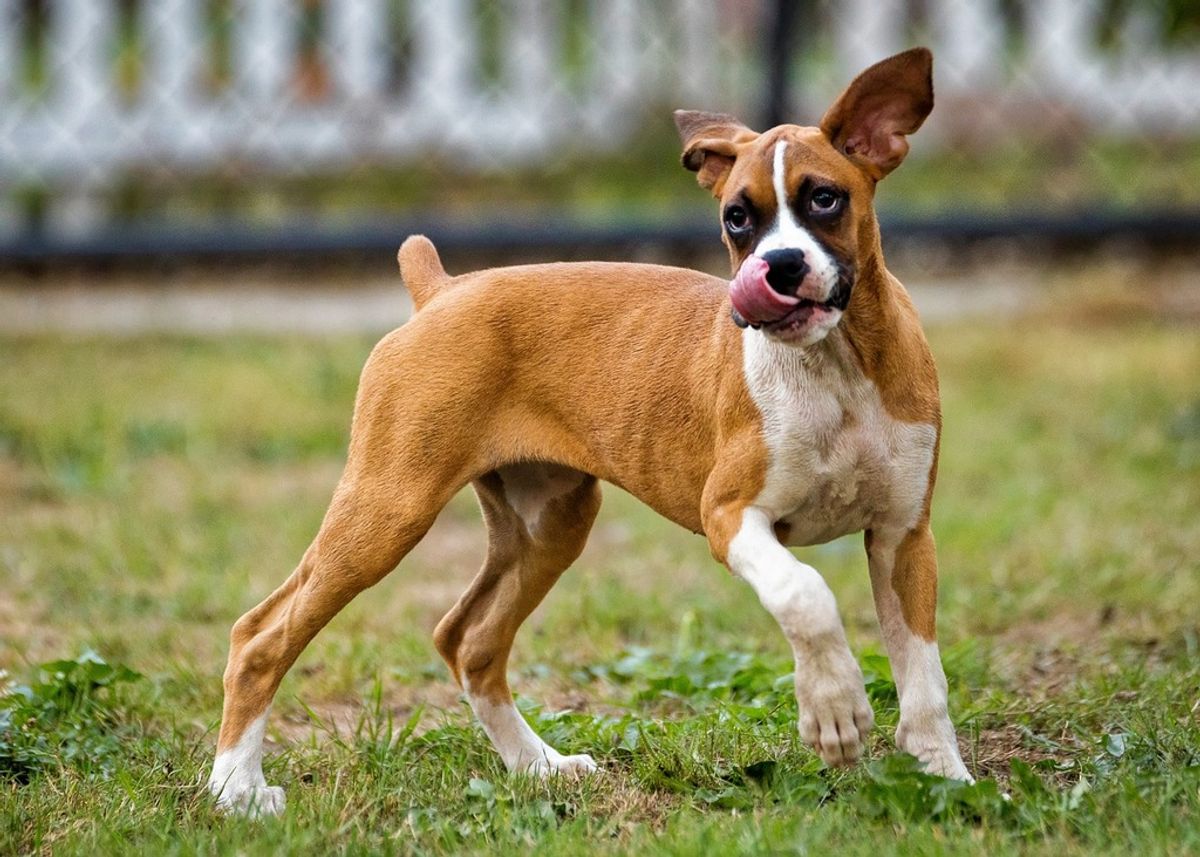 The Ultimate Guide to Dog Training for Small Dogs