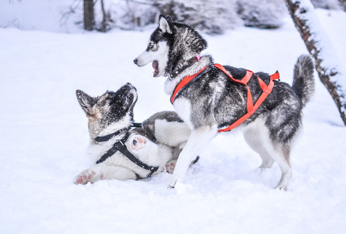 How to Keep Your Dog Healthy Through the Seasons