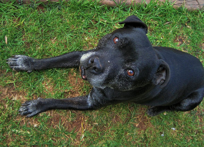 Latest Research on Canine Health and Wellness