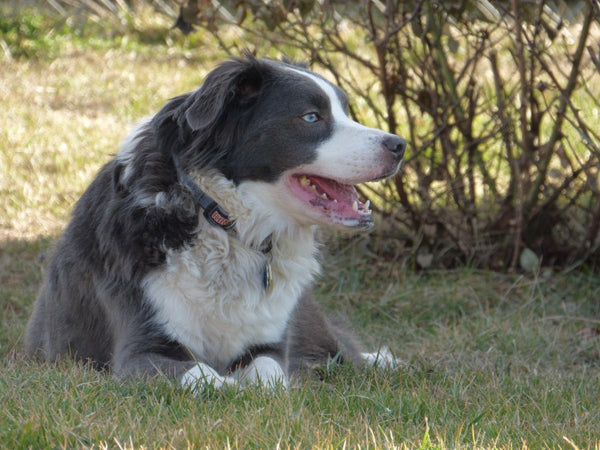 The Benefits of Adopting a Mixed-Breed Dog