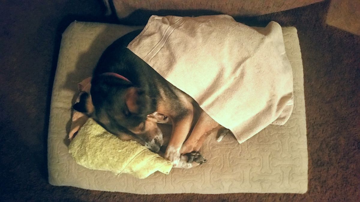Effective Home Remedies for Common Dog Illnesses