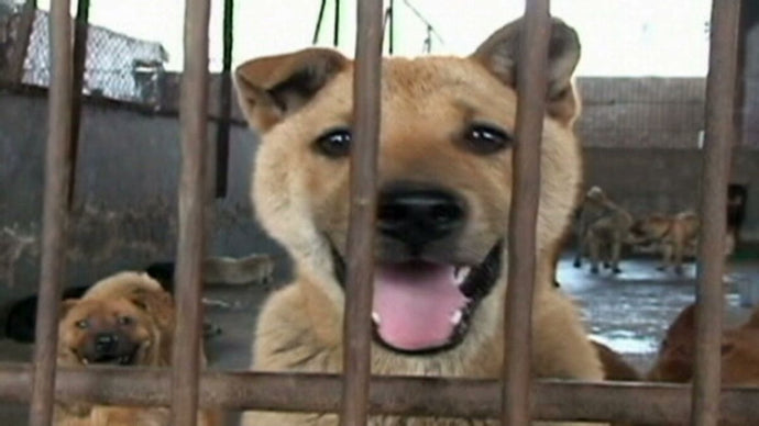 The Impact of Diet on Your Dog's Behavior