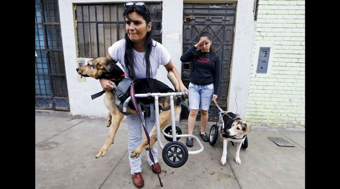 Essential Tips for Caring for Dogs with Disabilities