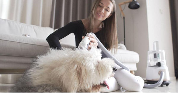 Strategies for a Smooth Dog Grooming Session at Home