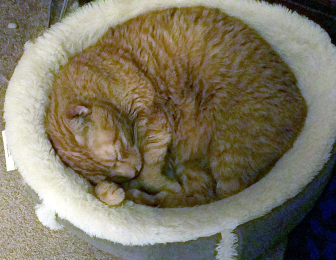 The Importance of Regular Vet Check-ups for Dogs