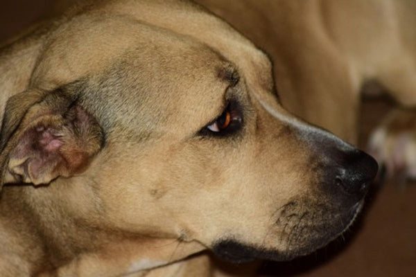 Tips for a Successful Dog Adoption Interview