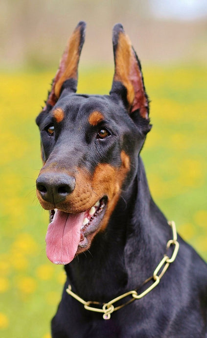 Wear Your Love: How to Get the Perfect Shirt of Your Dog