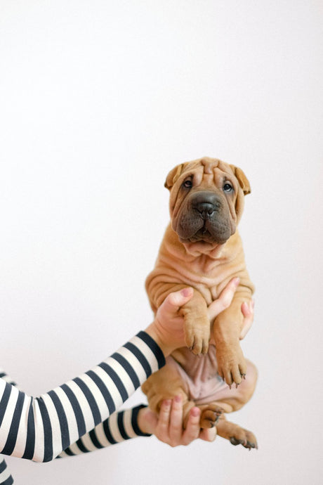 Fashion's New Best Friend: The Rise of Dogs in Shirts