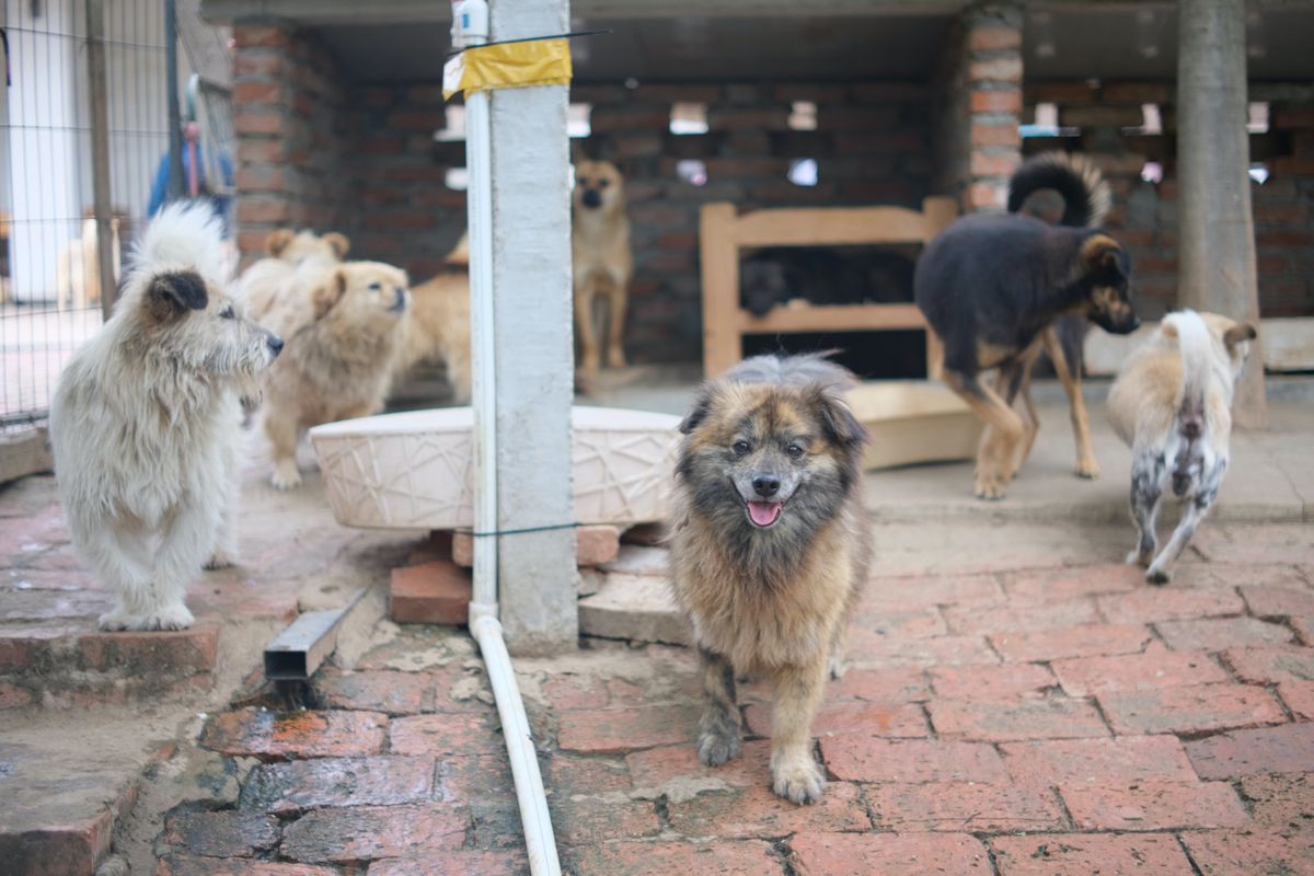 Adopting a Furry Friend: Where to Find Your Perfect Puppy in Illinois
