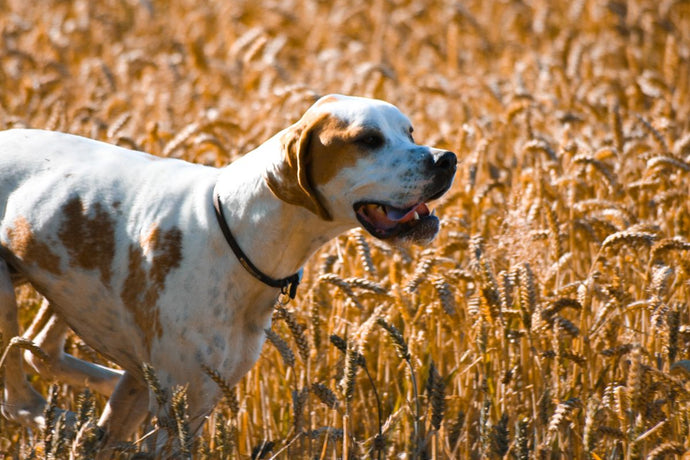 The Ultimate Guide to Dog Allergies: Symptoms and Solutions