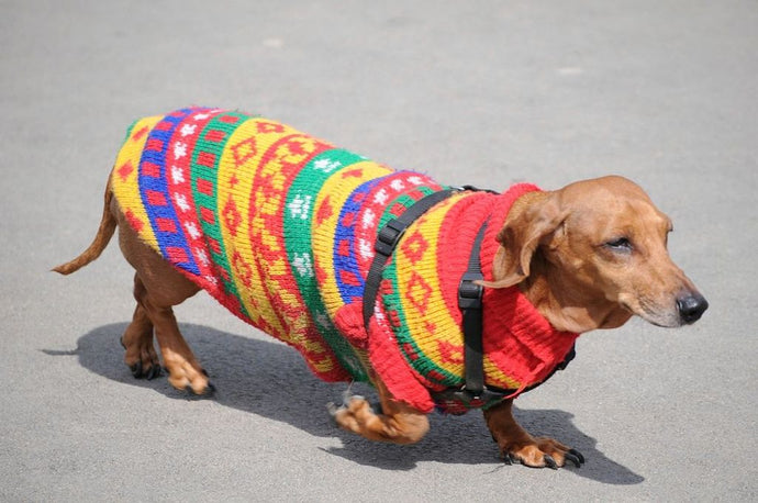 Stylish Pooches: Should Your Dog Wear a Shirt?