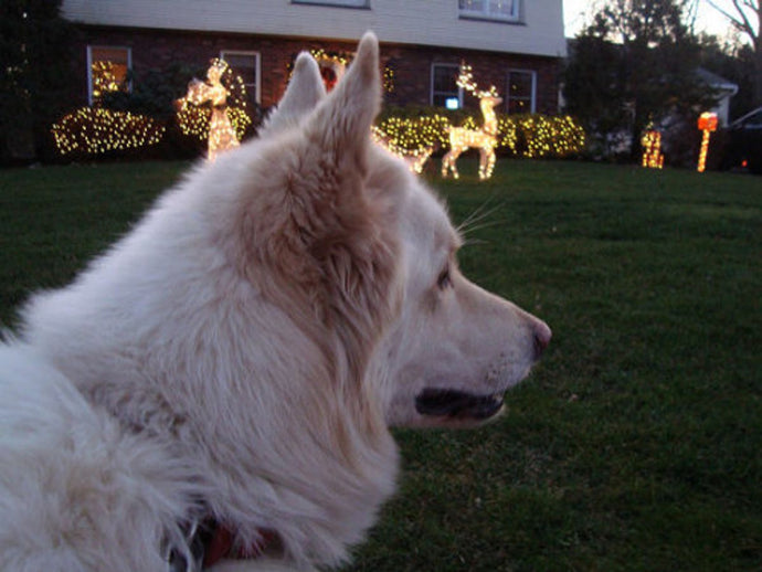 The Best Strategies for Dog Recall Training