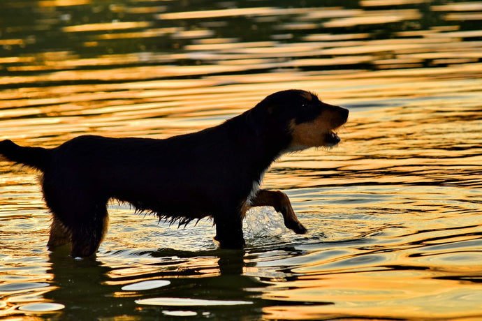 How to Introduce Your Dog to Water Activities