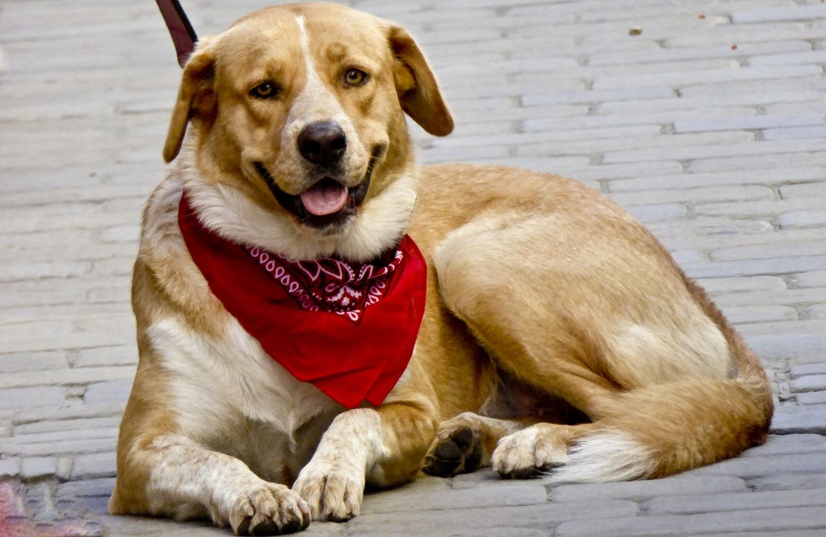 Must-Have Outdoor Gear for Every Dog