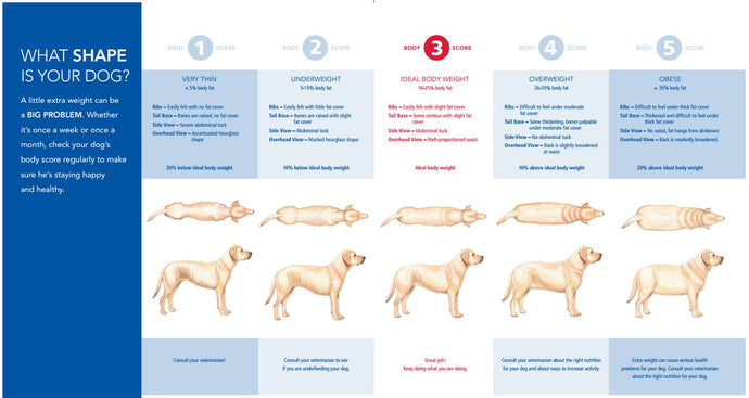 Understanding and Preventing Canine Obesity