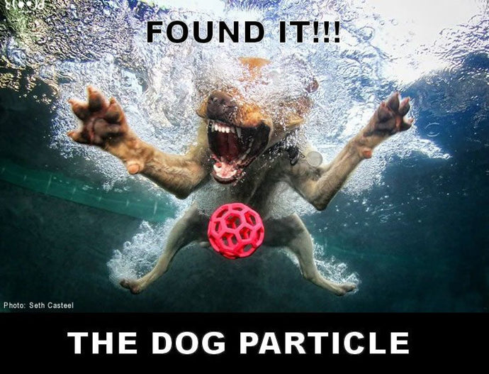 Preparing for Emergency Situations with Your Dog