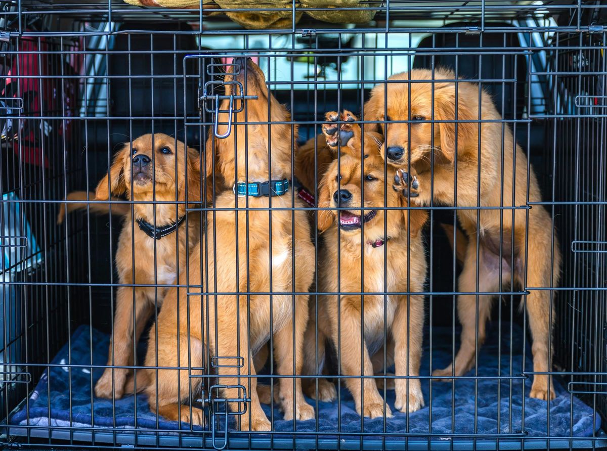 Find the Perfect Furry Friend: Top Places for Puppies for Sale in Las Vegas