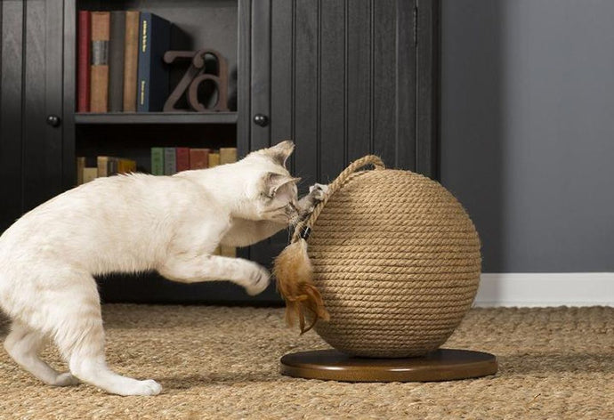 Tips for Managing Your Dog's Skin Allergies