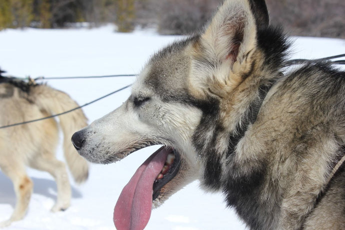 How to Keep Your Dog Cool in Hot Weather