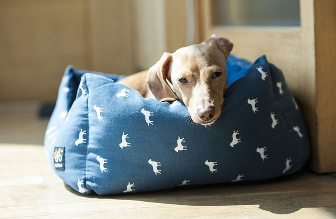 Cuddle Comfort: The Appeal of a Dog Motif Blanket