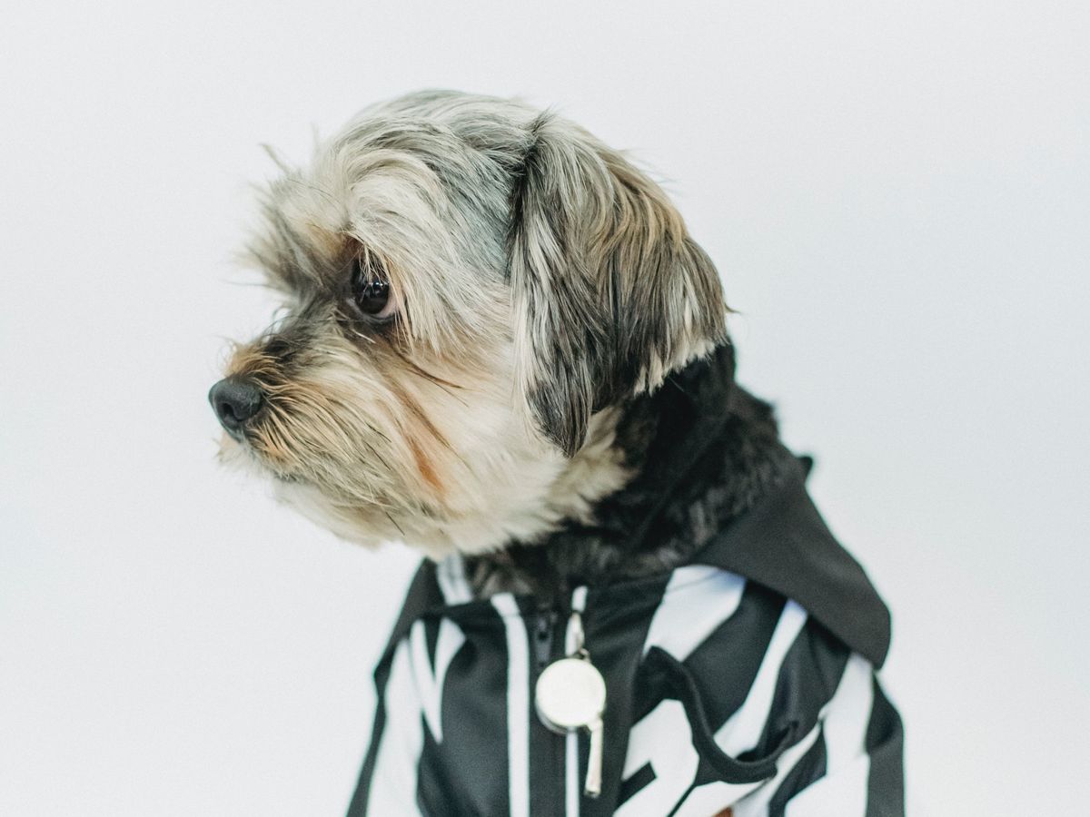 5 Secrets of Dog Whisperer Treats for Effective Canine Communication