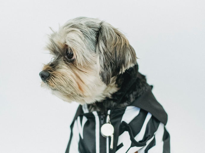 5 Secrets of Dog Whisperer Treats for Effective Canine Communication