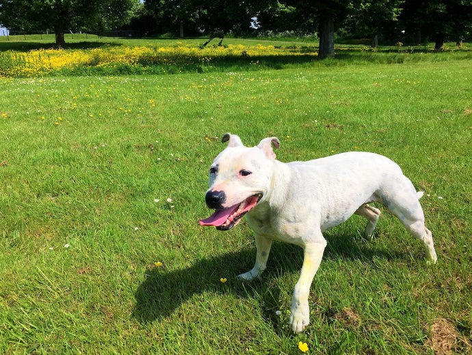 How to Make Dog Walking More Fun and Engaging