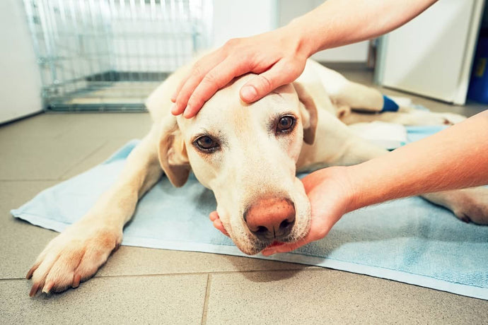 Tips for Reducing Anxiety During Vet Visits