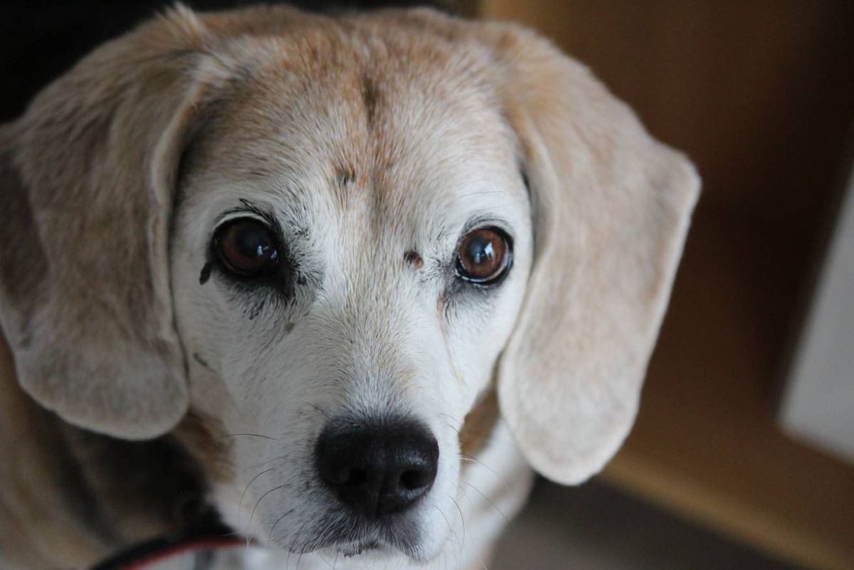 How to Deal with Common Canine Skin Problems