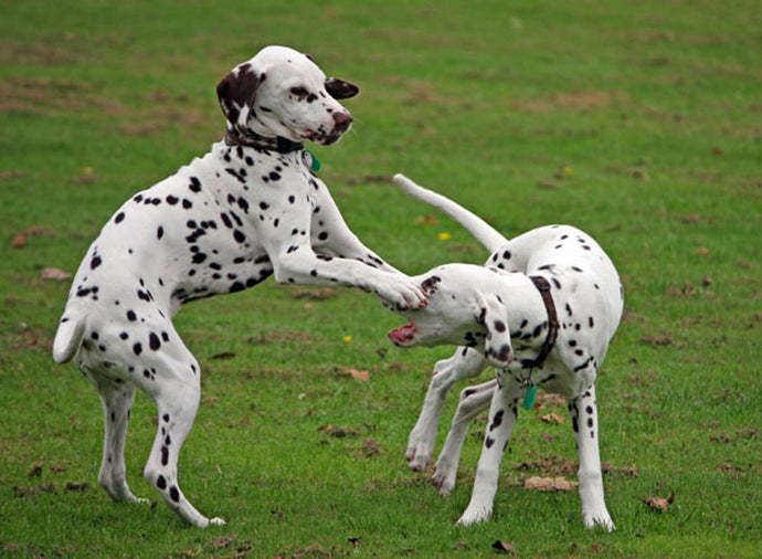 Puppy Play Group: The Joys and Benefits of Socializing Your Young Dog