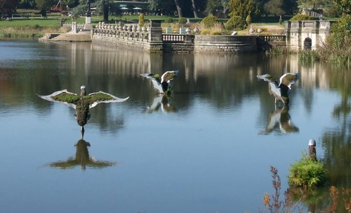 How to Manage Your Dog's Anxiety During Fireworks