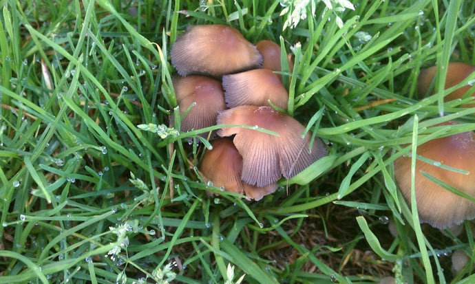 Dog-Friendly Gardening: Plants That Are Safe for Pets