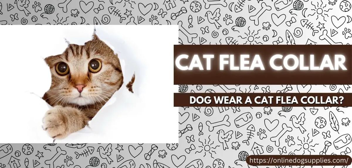 Effective Flea and Tick Prevention Strategies for Dogs