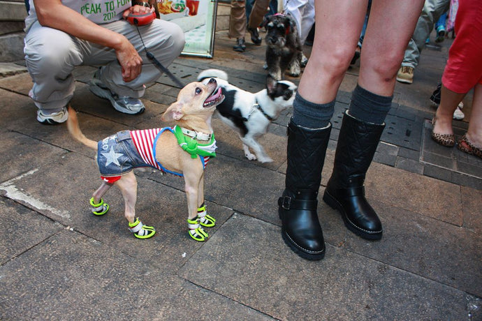 Paws and Style: The Best Socks to Keep Your Dog's Feet Cozy