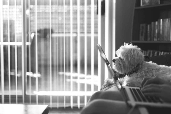 Integrating Dogs into Your Work and Social Life