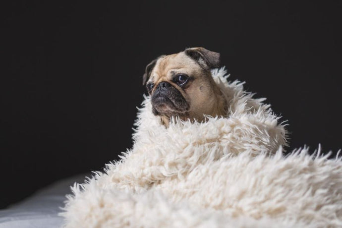 Snuggle Up: Finding the Perfect Blanket Adorned with Dogs