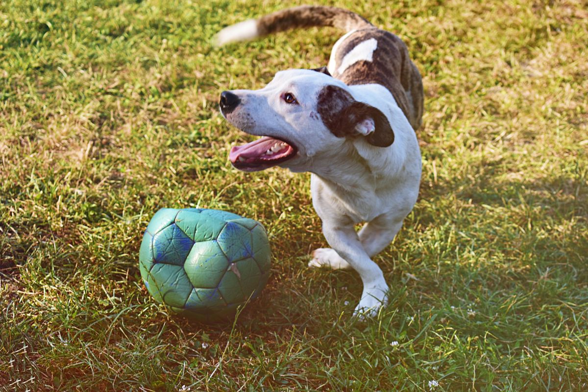 Top Tips for Maintaining Your Puppy's Health Through Their First Year