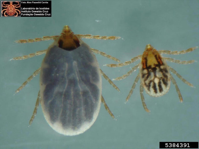 Preventive Measures Against Canine Lyme Disease